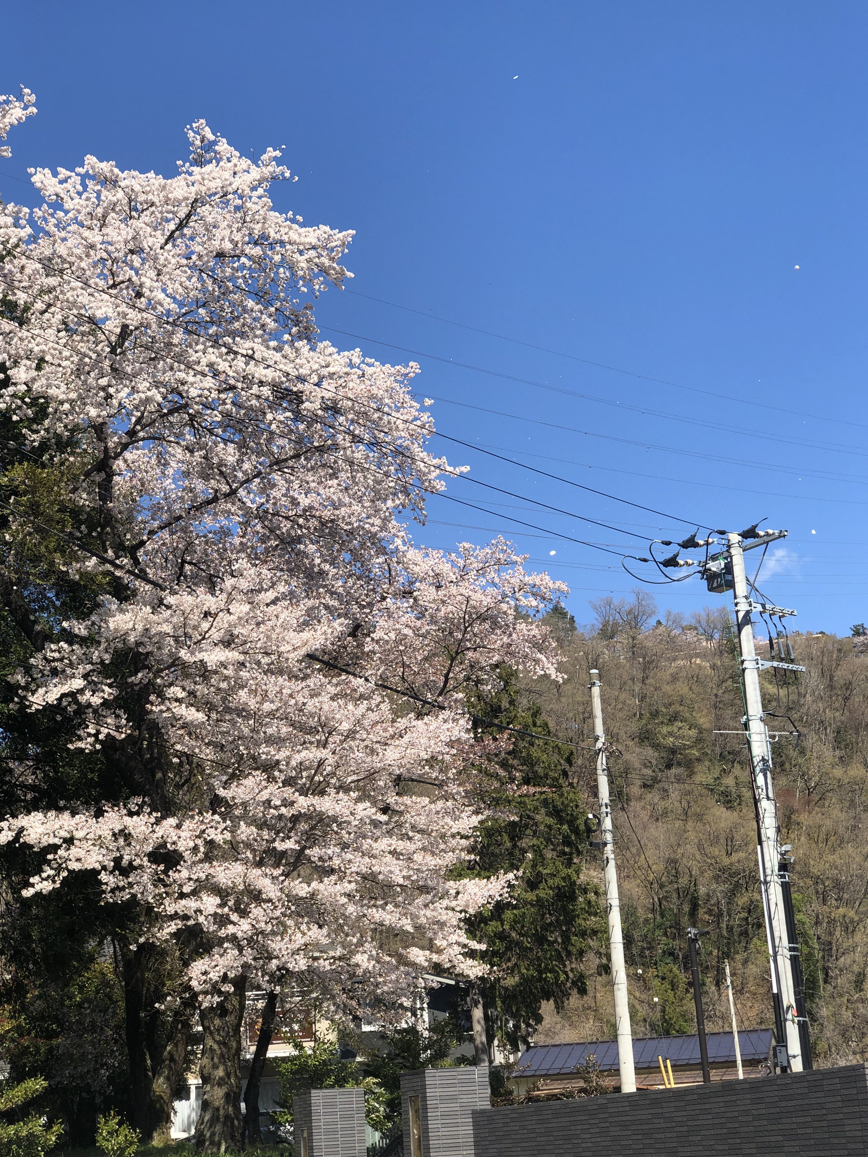 山梨県の工務店、未来建築工房とつくる注文住宅。｜桜満開